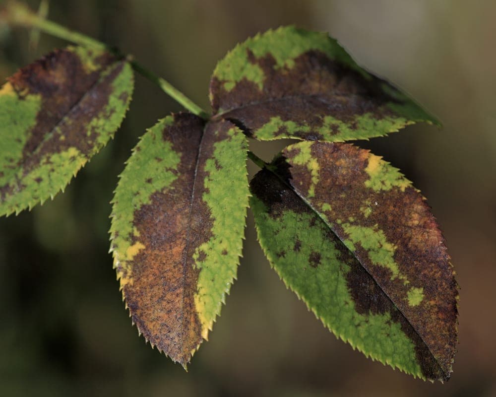Sick Plant Clinic (August)